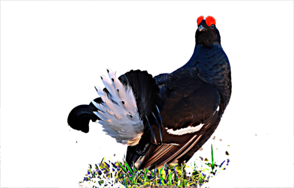 Тетерев на белом фоне