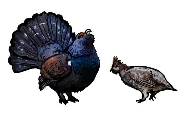 Тетерев на белом фоне