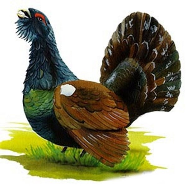 Глухарь рисунок