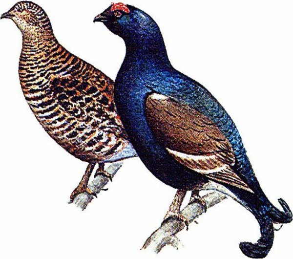 Тетерев-Косач рисунок