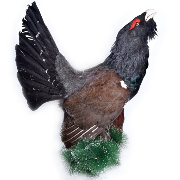 Глухарь птица чучело