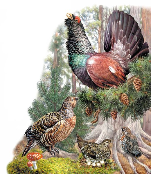 Картины с тетеревами и глухарями