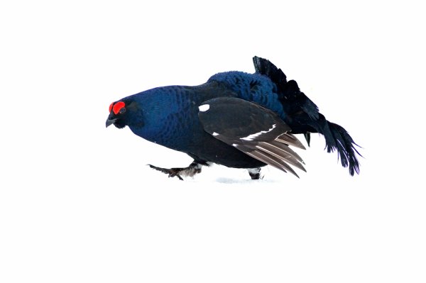 Тетерев на прозрачном фоне