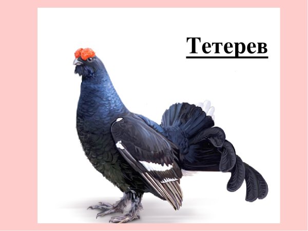 Михаил пришвин Терентий