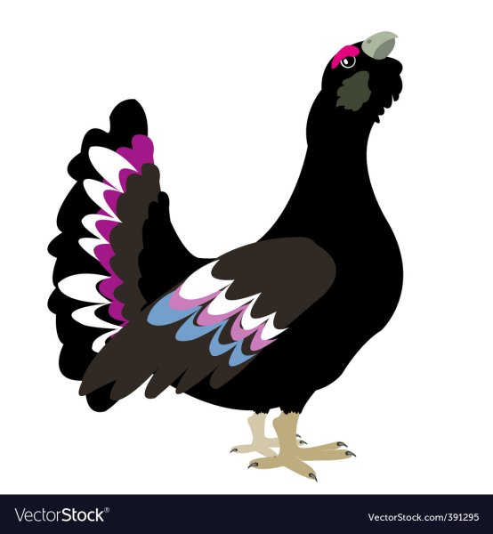 Глухарь птица вектор