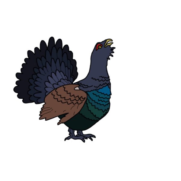 Тетерев на белом фоне