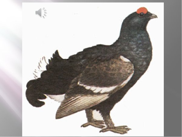 Зимующие птицы Глухарь