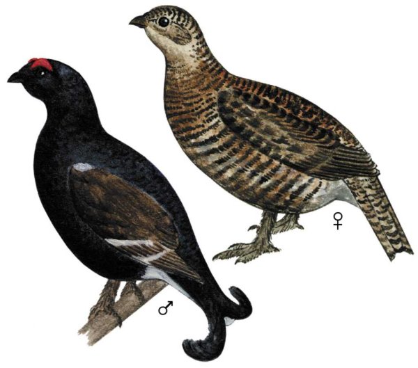 Силуэт косача