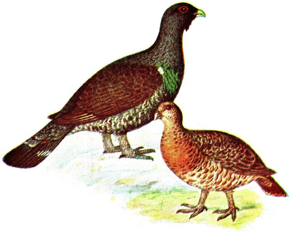 Глухарь рисунок