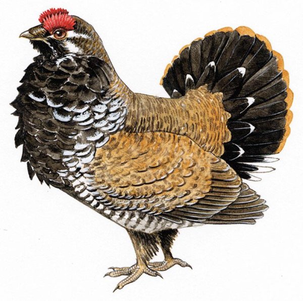 Глухарь вектор