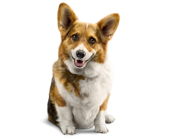 Вельш корги на белом фоне