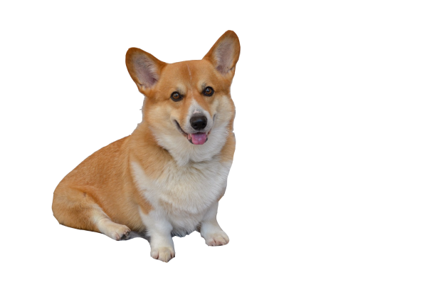 Вельш корги пемброк