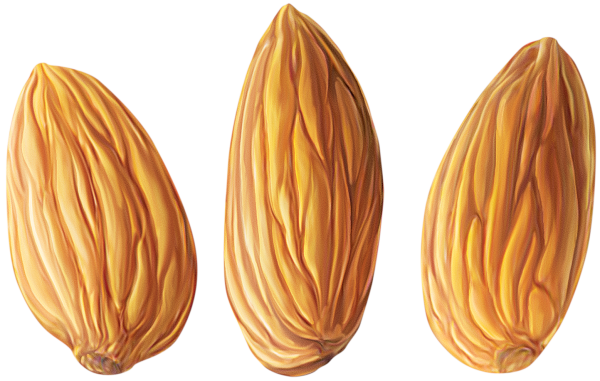 Миндаль вектор