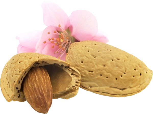 Миндаль орех на белом фоне