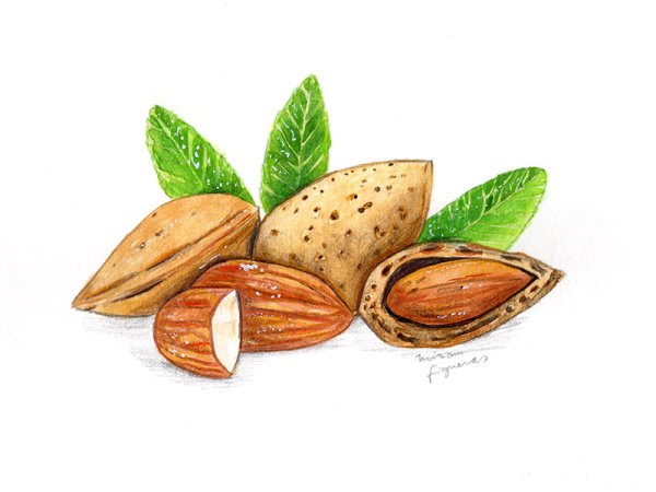 Миндаль калифорнийский