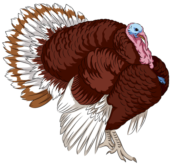 Индейка на прозрачном фоне