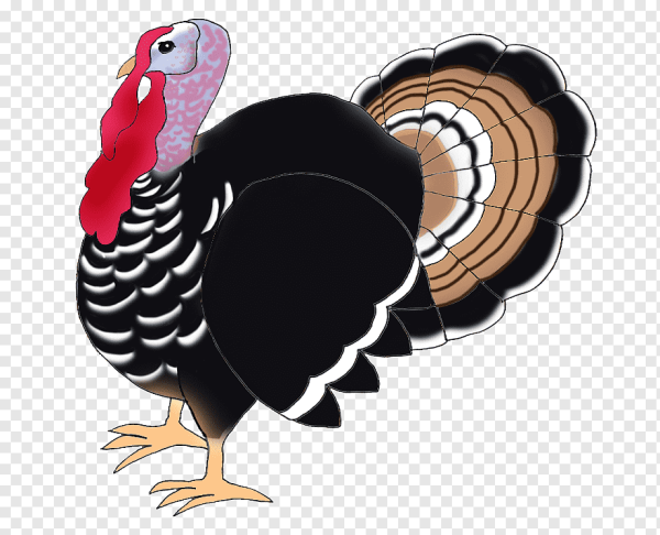 Мультяшный индюк индюшка индюшата