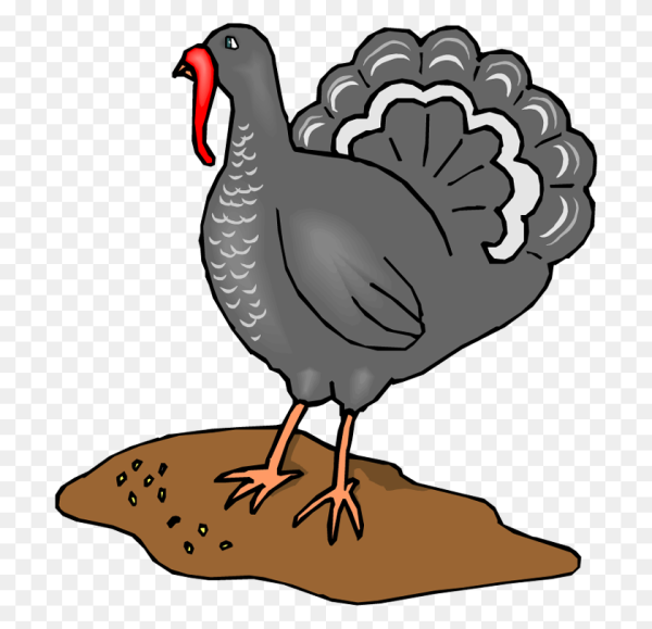 Индюшата вектор