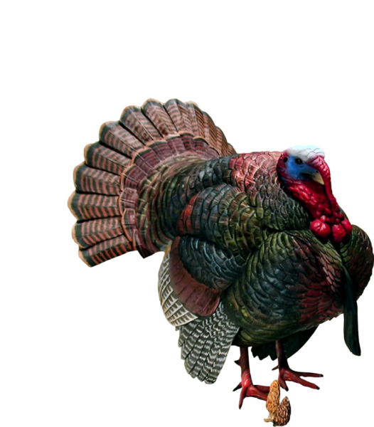 Гран Дюк индюк