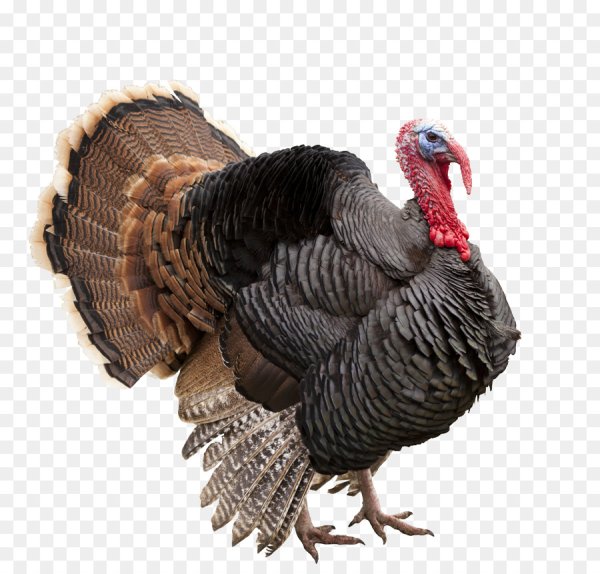 Индюк на белом фоне