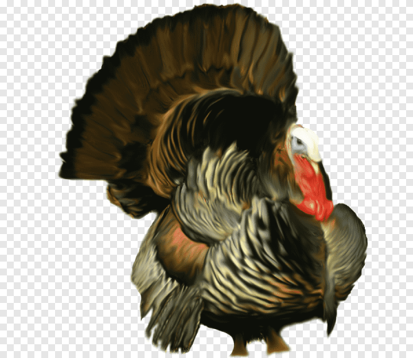Индейка на прозрачном фоне