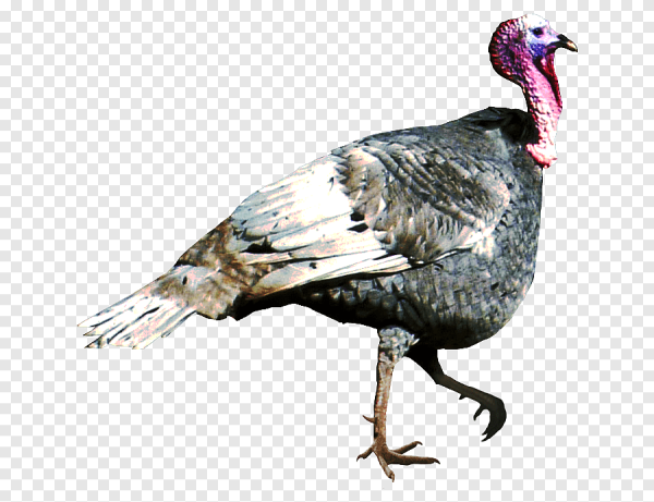 Индейка без фона