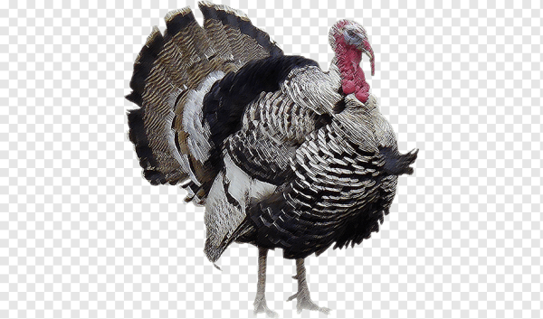 Индюк на белом фоне