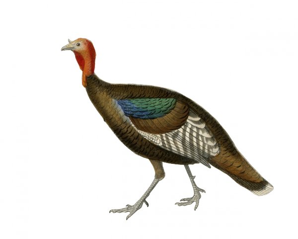 Индишка и индющонокна белом фоне