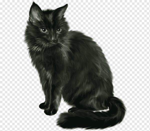 Черная кошка на белом фоне