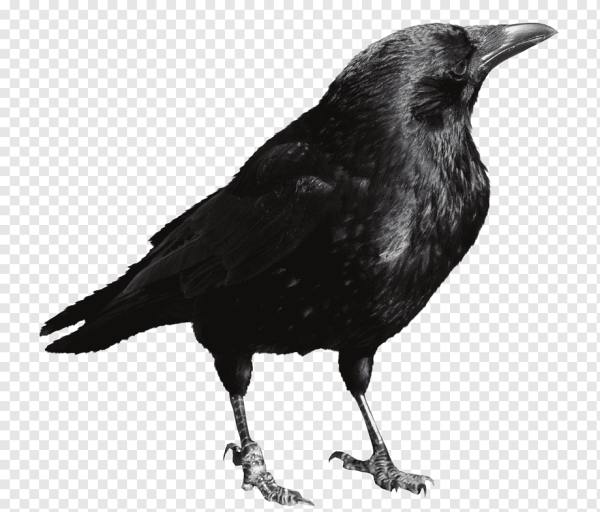 Ворона на прозрачном фоне
