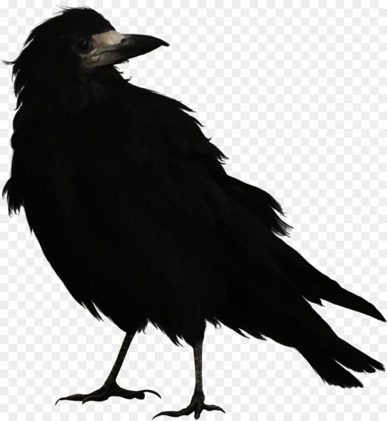 Ворона на белом фоне