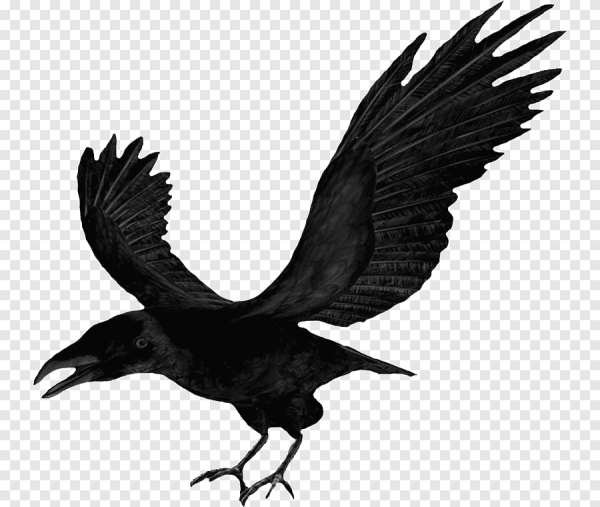Ворон на белом фоне