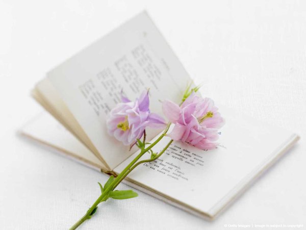 Книга и цветы на прозрачном фоне