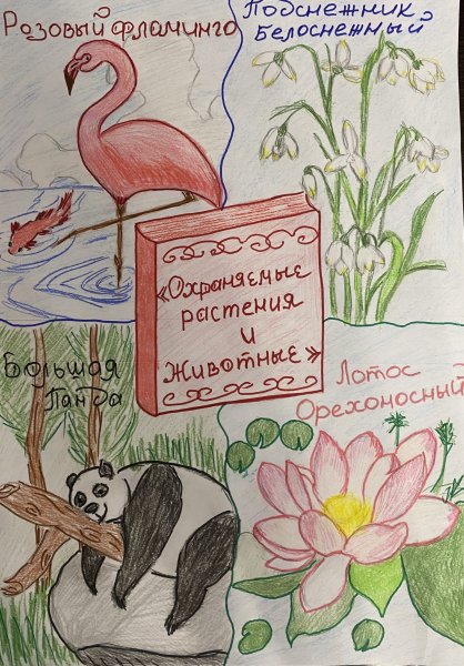 Охраняемые растения и животные рисунки зарисовки