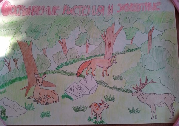 Конкурс экологических рисунков охраняемые растения и животные