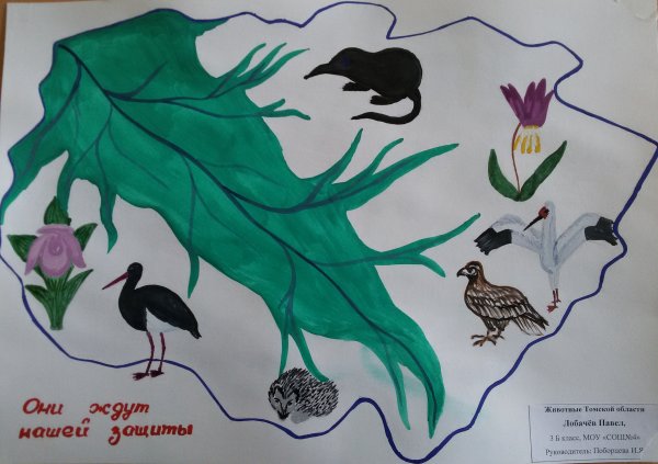 Животные красной книги Томской области