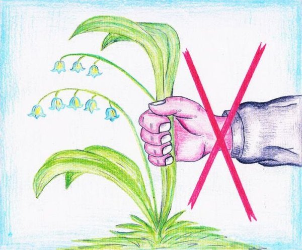 Рисунок на тему берегите растения