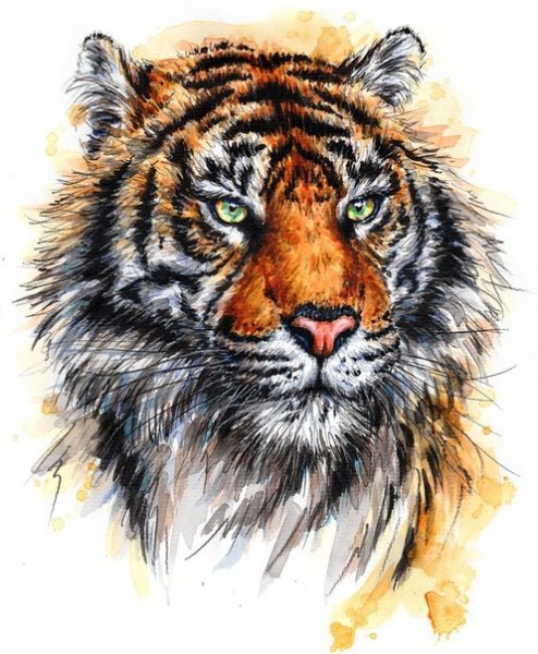 Тигр Король