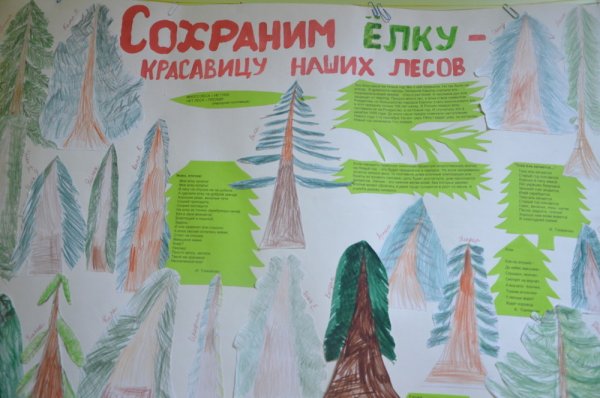 Сохраним ель красавицу наших лесов