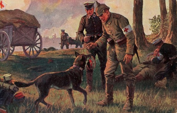 Собаки санитары на войне 1941-1945