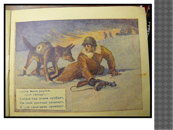 Животные на войне