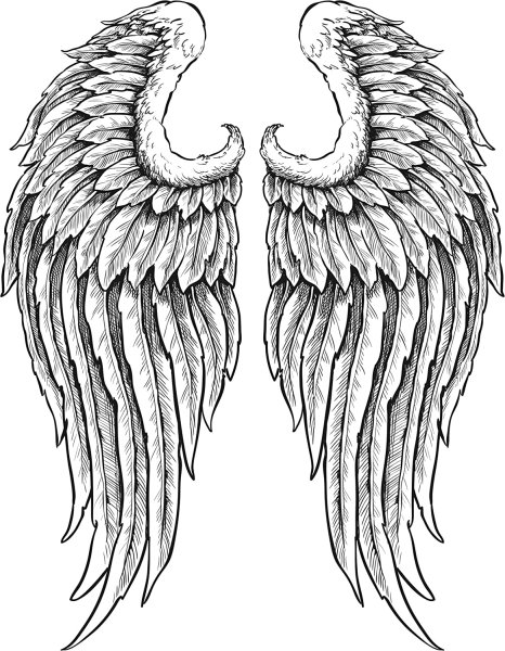 Крылья карандашом