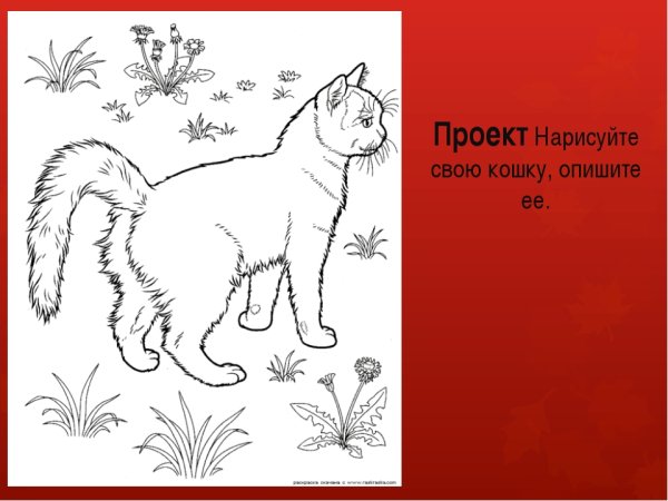 Кошки. Раскраска