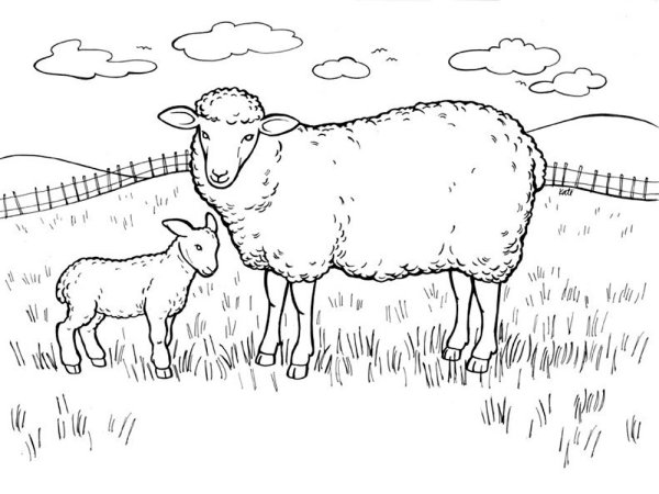 Раскраска овца и ягненок