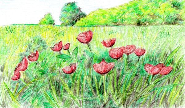 Детские рисунки на тему степь