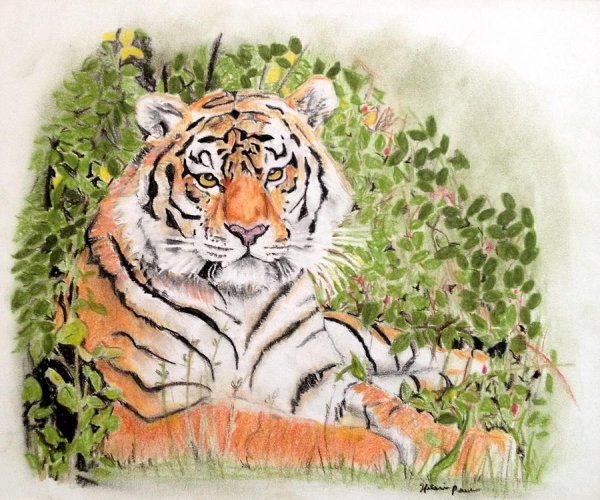 Иллюстрация Амурского тигра