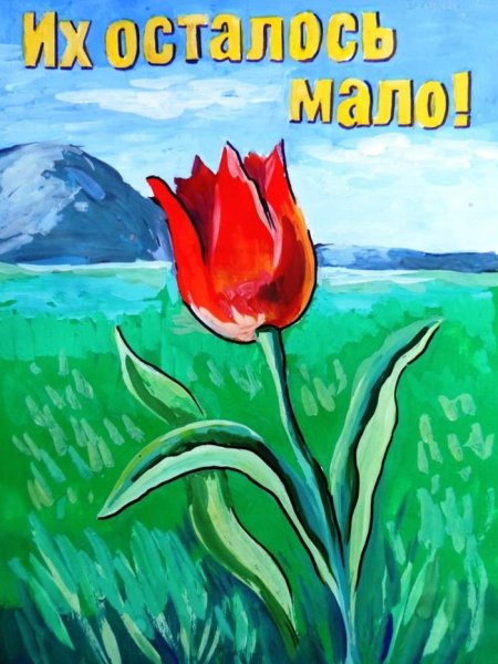 Красная книга глазами детей рисунки