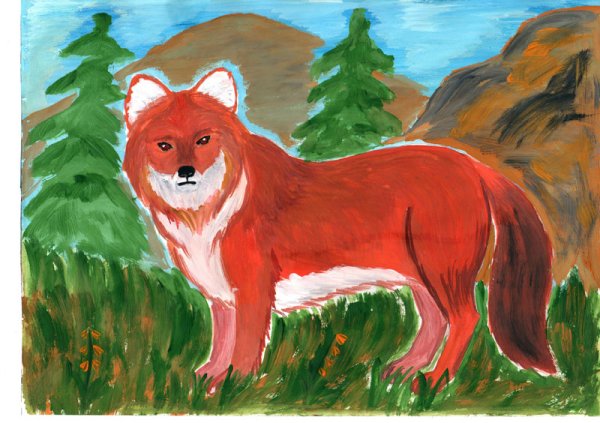Красный волк рисунок