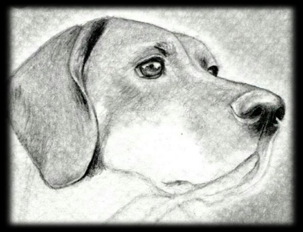 Собака карандашом