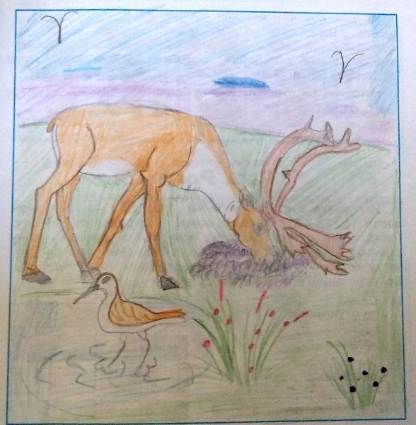 Тундра рисунок